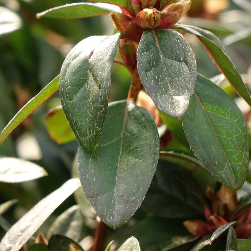 Azalée japonaise - Azalea japonica Madame Galle (Feuillage)