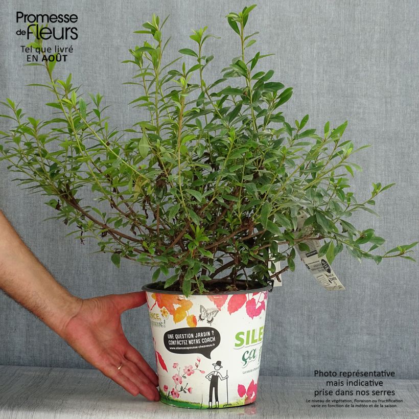 Spécimen de Azalée du Japon Purple Splendor - Rhododendron hybride Pot de 4L/5L tel que livré en été