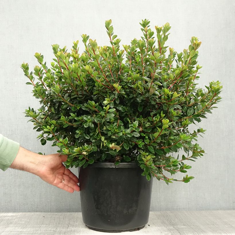Spécimen de Azalée japonaise - Azalea japonica Stewartstonian Pot de 12L/15L tel que livré en été