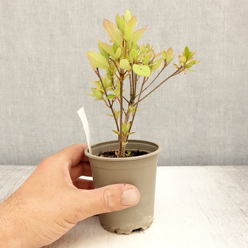 Spécimen de Azalée du Japon Vuyk's Scarlet - Rhododendron hybride. Godet de 8/9 cm tel que livré en été