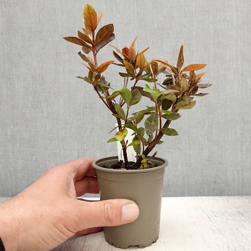 Spécimen de Azalée du Japon Vuyk's Scarlet - Rhododendron hybride. Godet de 8/9 cm tel que livré au printemps