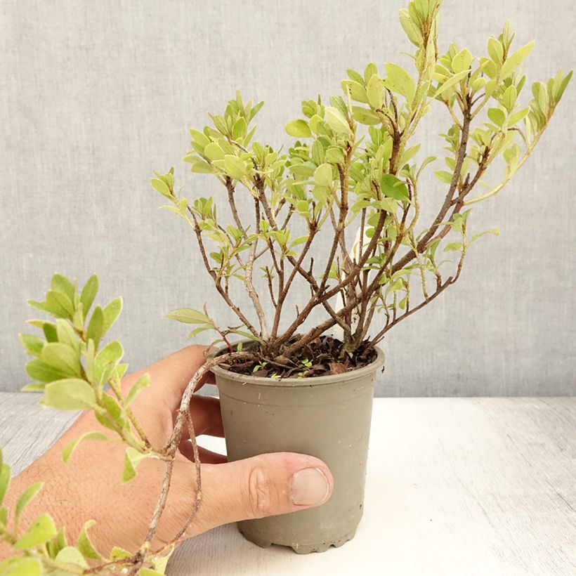 Spécimen de Azalée japonaise Blaauw's Pink - Rhododendron hybride Godet de 8/9 cm tel que livré en été