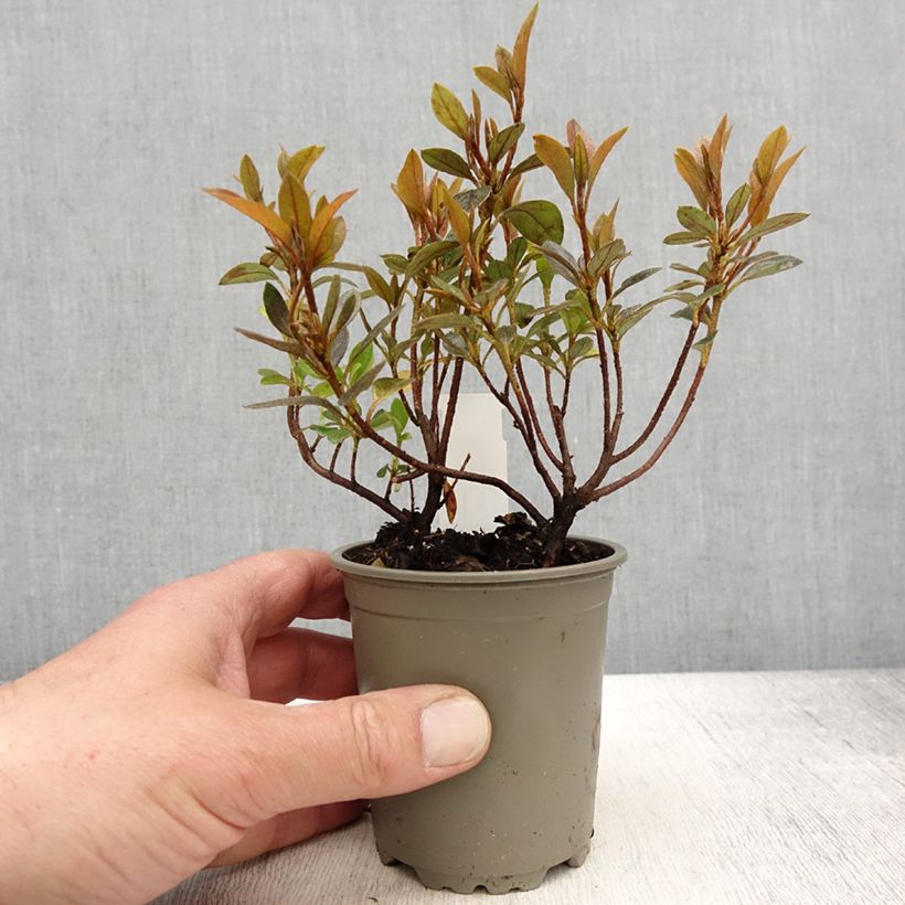 Spécimen de Azalée japonaise Blaauw's Pink - Rhododendron hybride - Godet de 8/9 cm tel que livré au printemps
