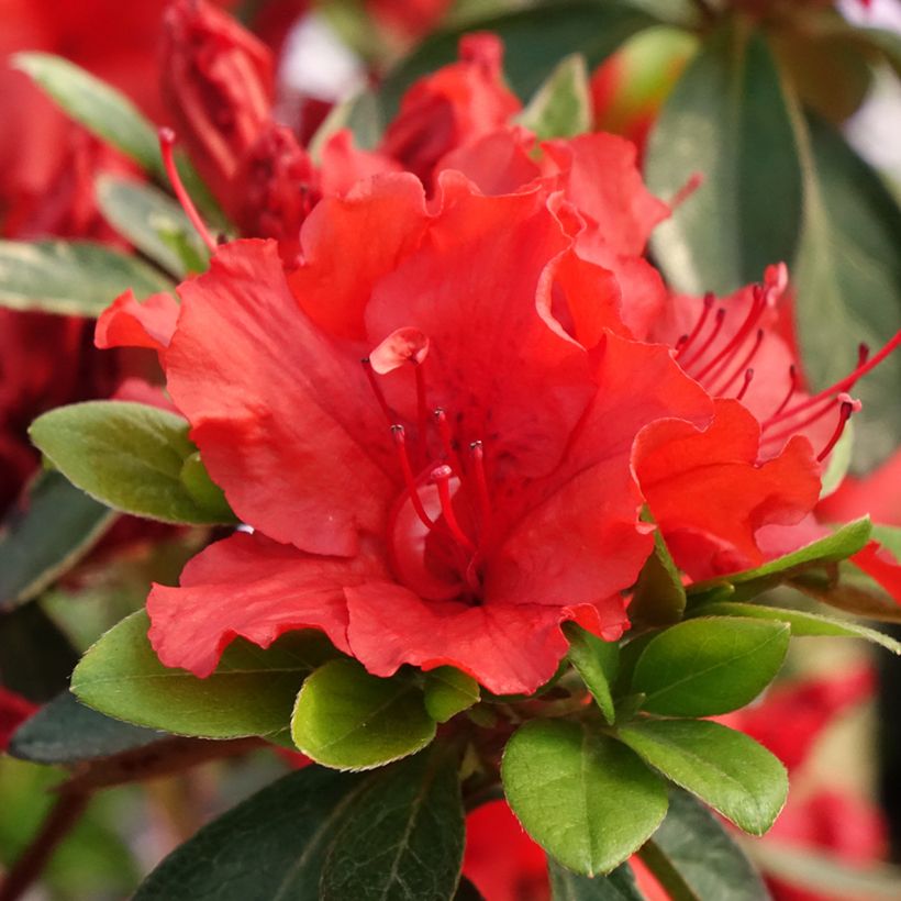 Azalée japonaise Hot Shot (Floraison)