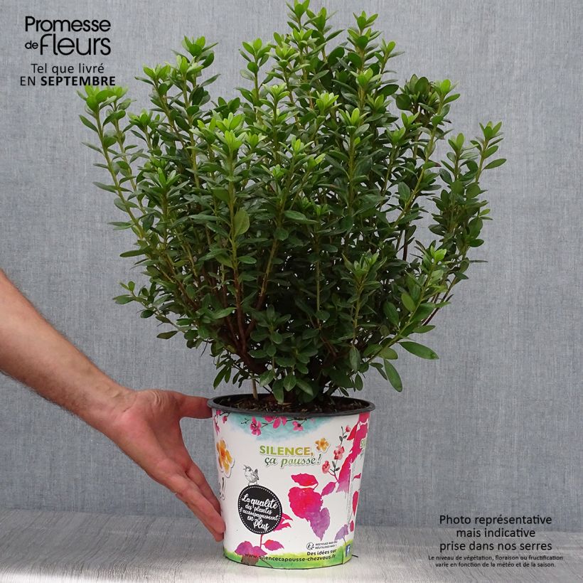 Spécimen de Azalée japonaise Orange Beauty - Rhododendron hybride - Pot de 4L/5L tel que livré en automne