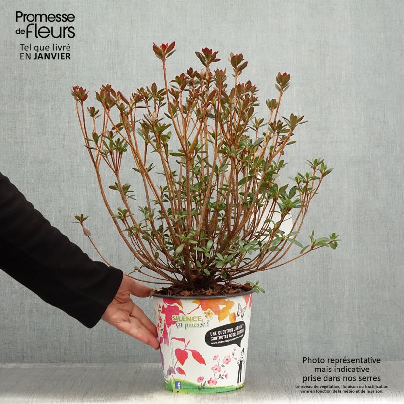 Spécimen de Azalée japonaise Orange Beauty - Rhododendron hybride - Pot de 2L/3L tel que livré en hiver