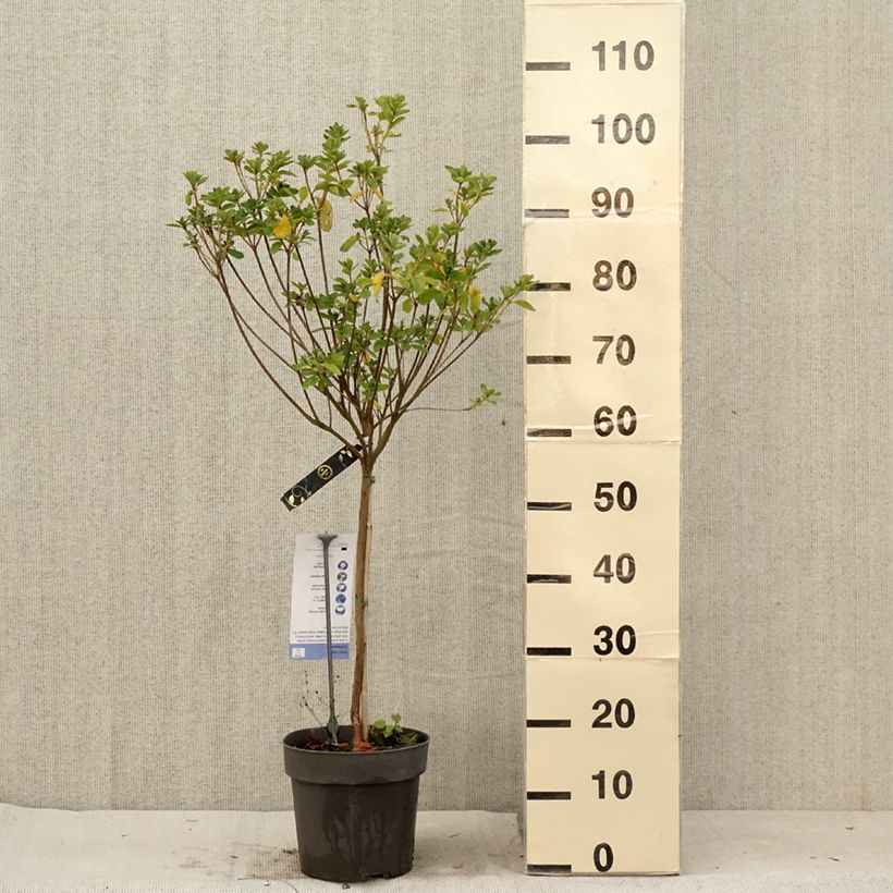 Spécimen de Azalée japonaise Schneeglanz - Rhododendron hybride Pot de 4L/5L, Tige de 40 cm tel que livré en été