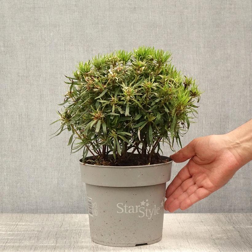 Spécimen de Azalée japonaise Star Style White - Azalea japonica Pot de 3L/4L tel que livré en été