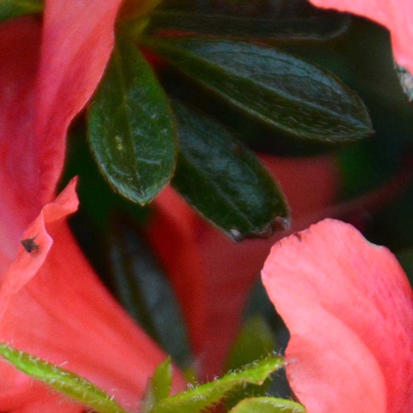 Azalée japonaise Tamanini - Rhododendron hybride (Feuillage)