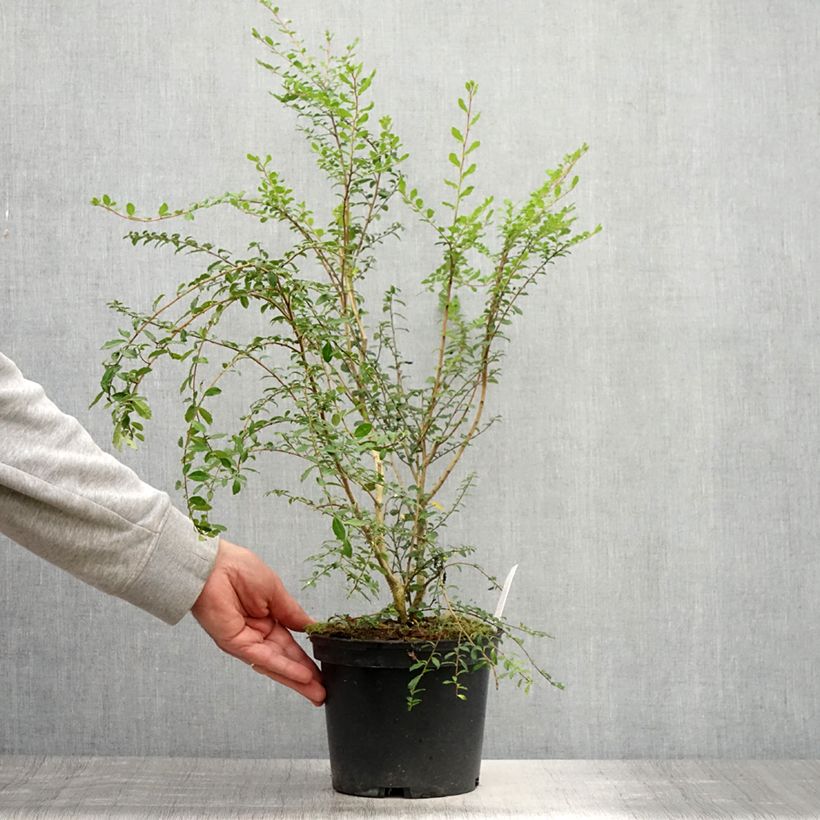 Spécimen de Azara microphylla - Mimosa du Chili Pot de 2L/3L tel que livré en été