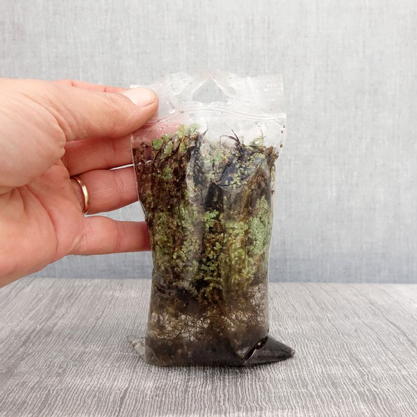 Spécimen de Azolla pinnata - Azolle pennée - Racines nues tel que livré au printemps