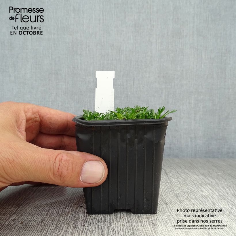 Spécimen de Azorella trifurcata Nana - Azorelle  Godet de 8/9 cm tel que livré en automne