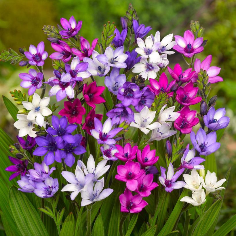 Babiana stricta - Babiane, Fleur de babouin en mélange (Floraison)