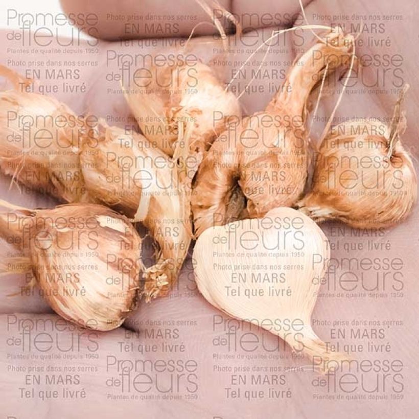 Exemple de spécimen de Babiane ou Racine de Babouin Stricta Zwanenburg Glory Bulbe tel que livré