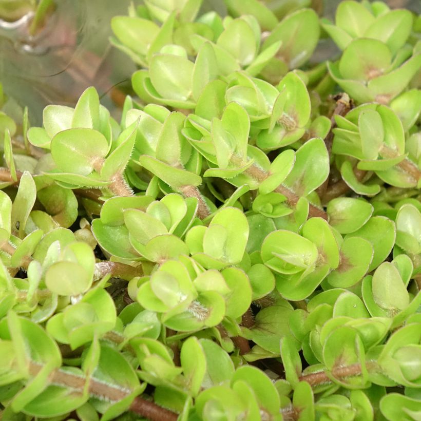 Bacopa caroliniana - Bacopa de Caroline (Feuillage)