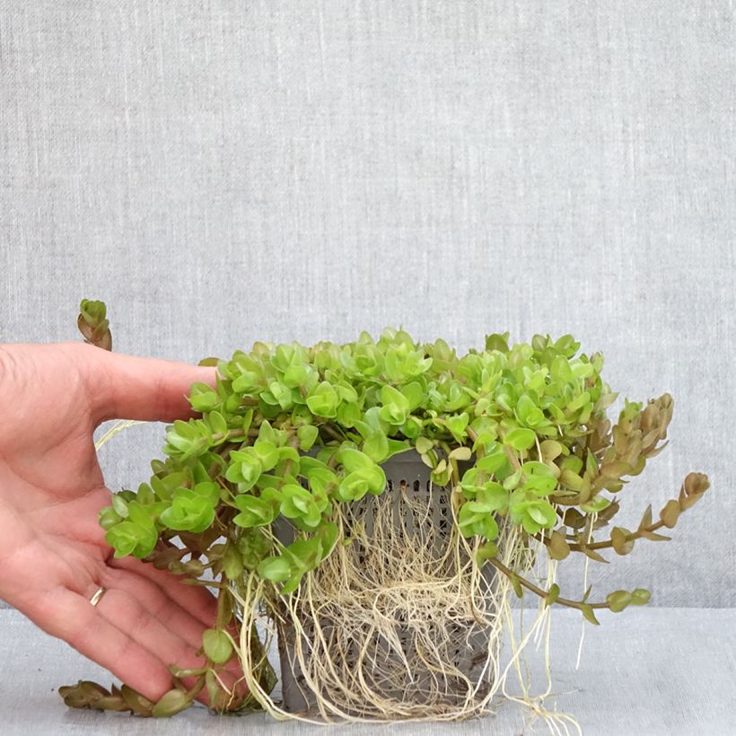 Spécimen de Bacopa caroliniana - Bacopa de Caroline Pot de 1L/1,5L tel que livré en été