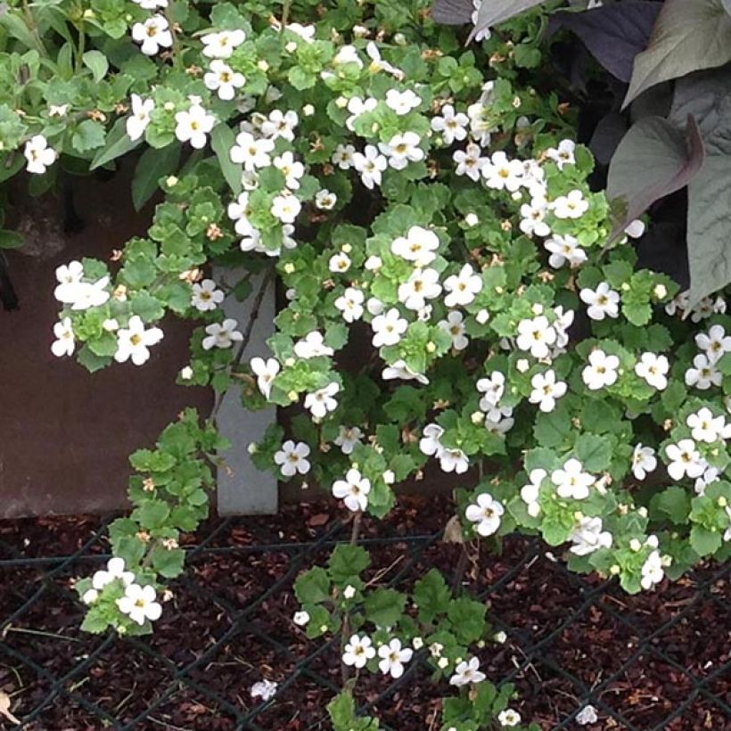 Bacopa Gulliver Dynamic White (Port)