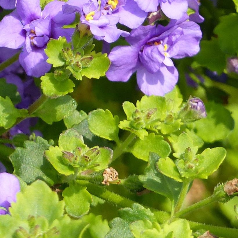 Bacopa Scopia Double Indigo (Feuillage)