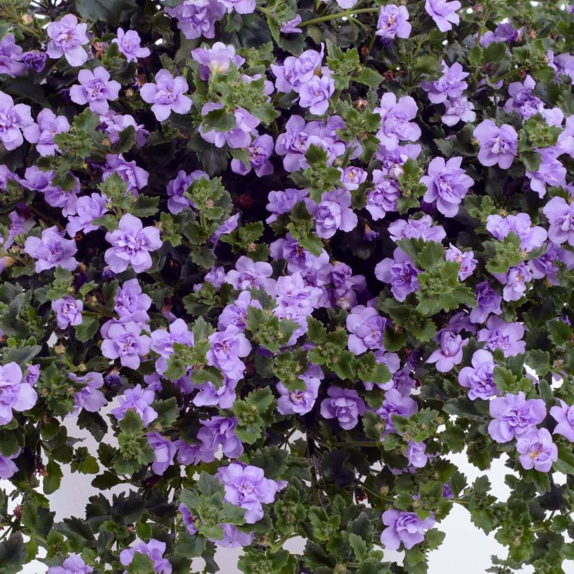 Bacopa Scopia Double Lavender (Floraison)