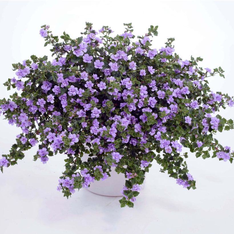 Bacopa Scopia Double Lavender (Port)