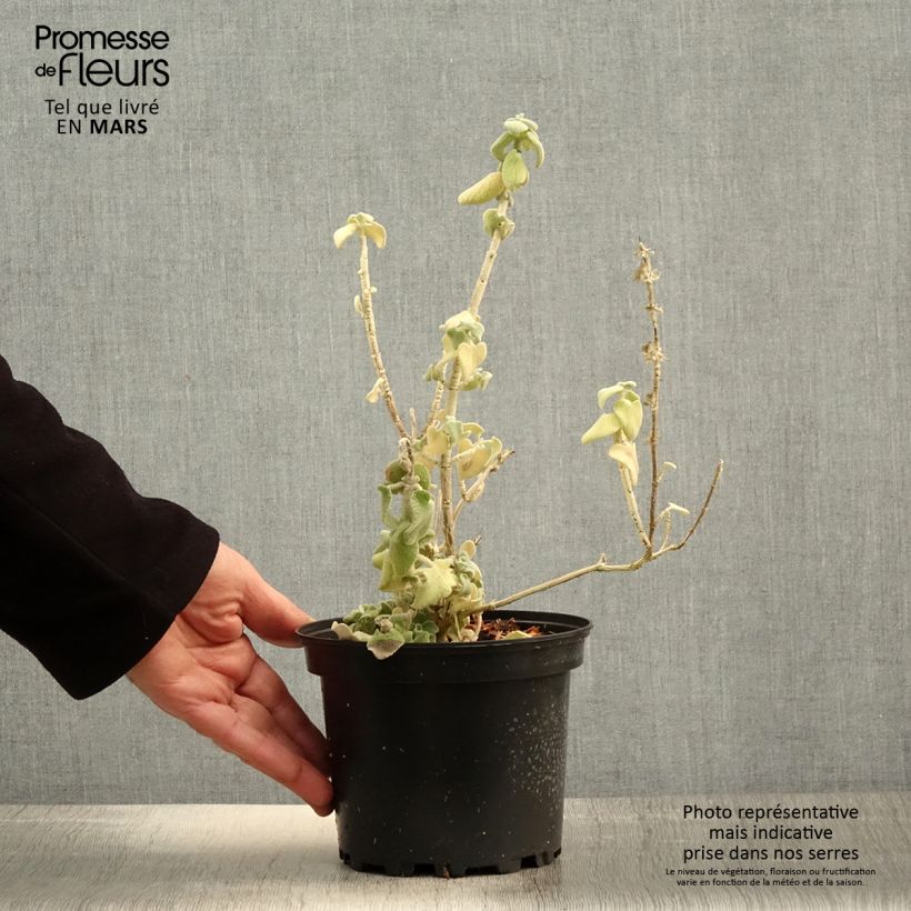 Spécimen de Ballota pseudodictamnus - Ballote pseudodictame - Pot de 2L/3L tel que livré au printemps