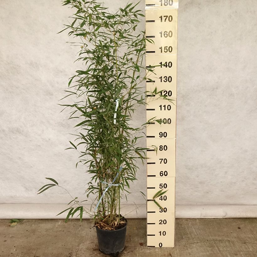 Spécimen de Bambou doré - Phyllostachys aurea en pot de 10L 100/125 cm tel que livré en été