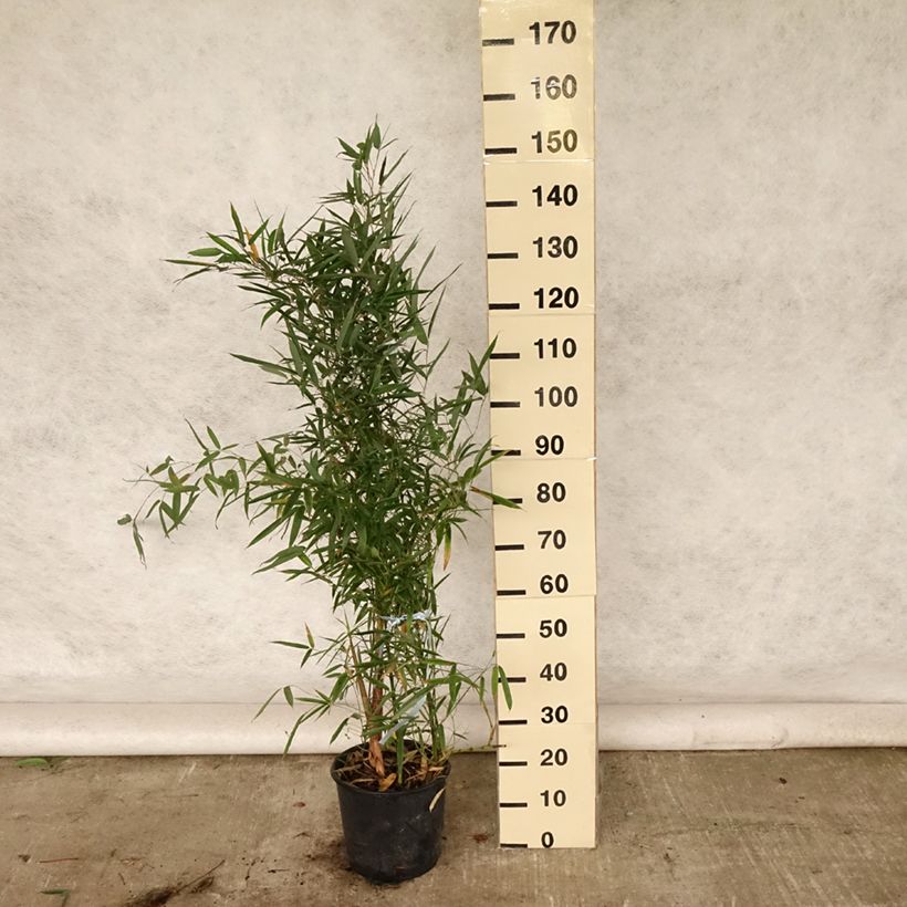 Spécimen de Bambou doré - Phyllostachys aurea Pot de 4L/5L tel que livré en été