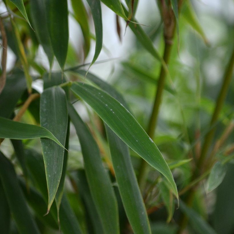 Bambou non traçant - Fargesia murielae Jumbo (Feuillage)