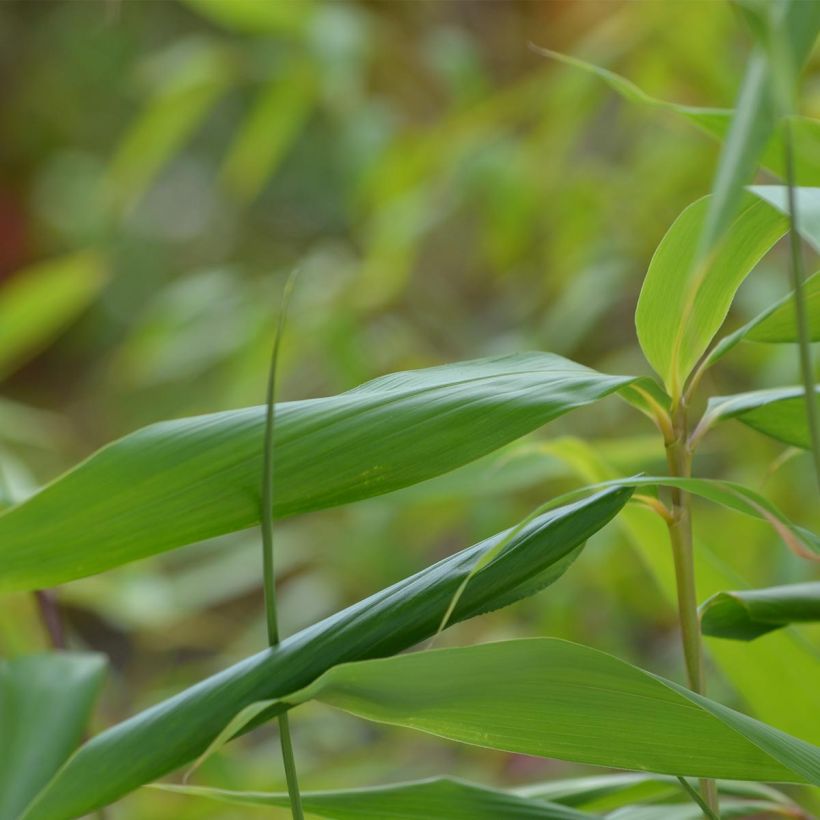 Bambou Métaké - Pseudosasa japonica (Feuillage)