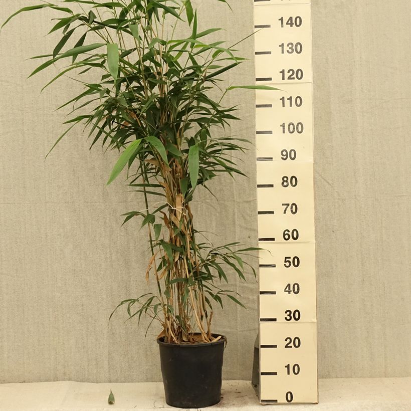 Spécimen de Bambou Métaké - Pseudosasa japonica Pot de 4L/5L tel que livré en été
