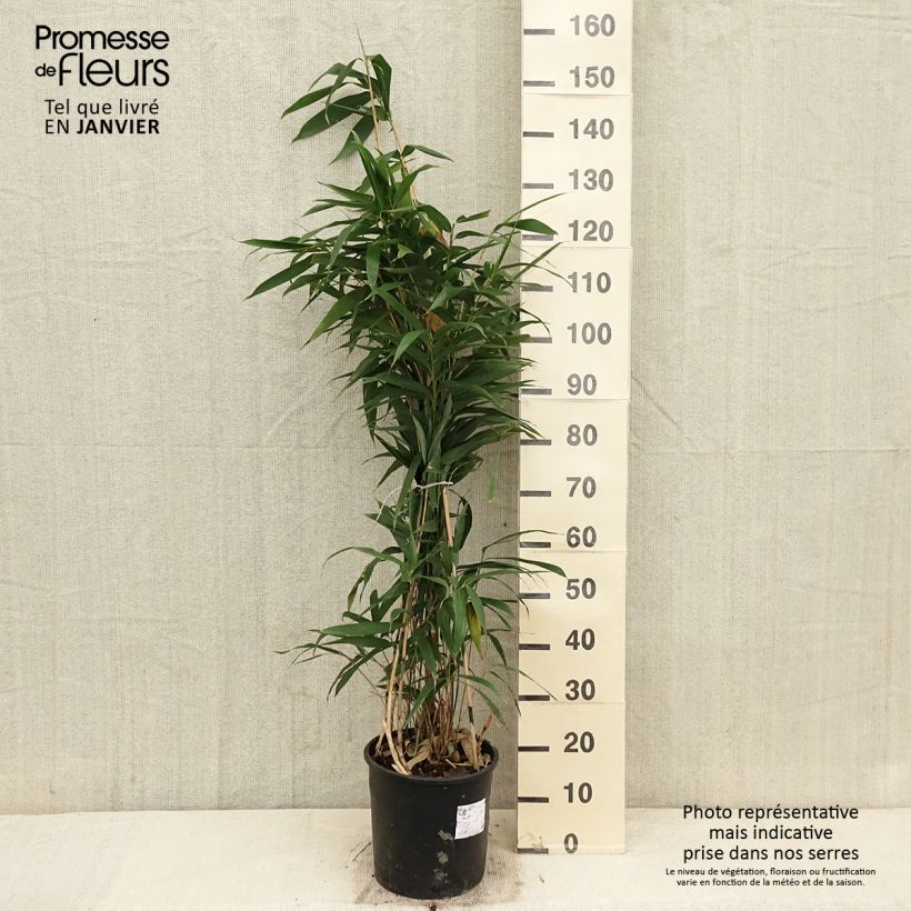 Spécimen de Bambou Métaké - Pseudosasa japonica tel que livré en hiver