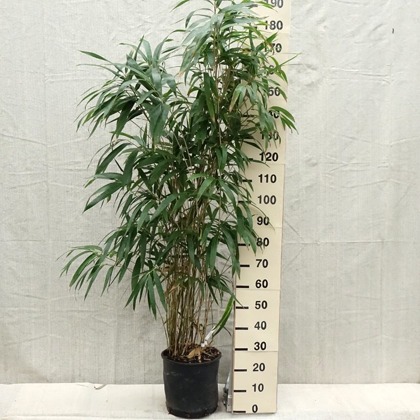 Spécimen de Bambou Métaké - Pseudosasa japonica tel que livré au printemps