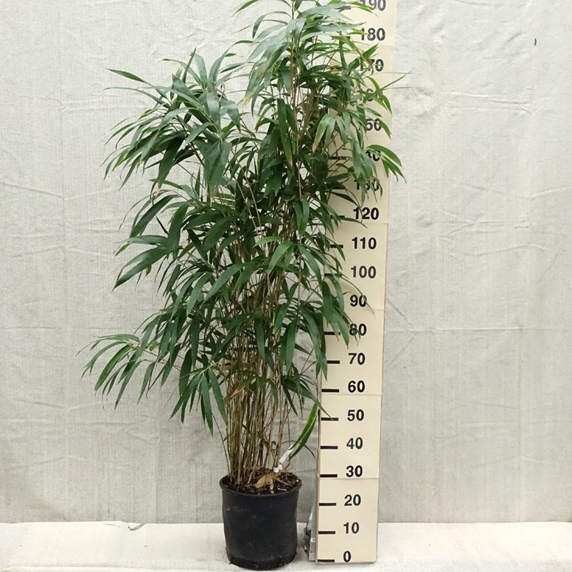Spécimen de Bambou Métaké - Pseudosasa japonica en pot de 5L tel que livré au printemps