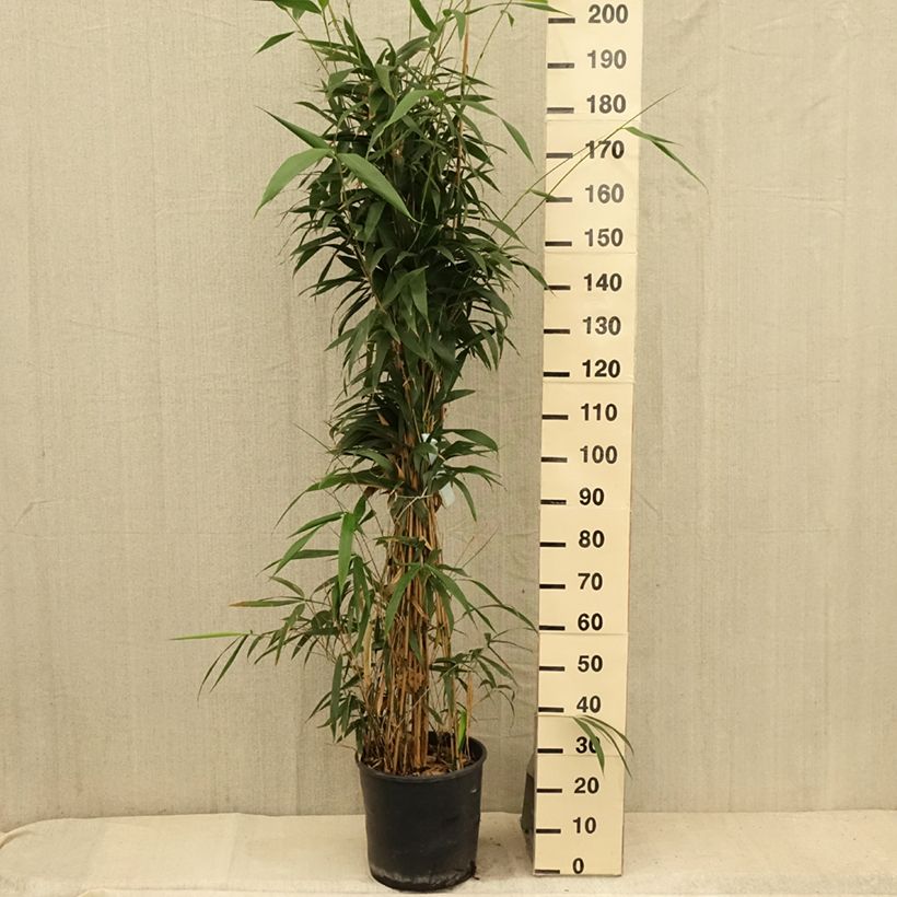 Spécimen de Bambou Métaké - Pseudosasa japonica Pot de 12L/15L tel que livré en été