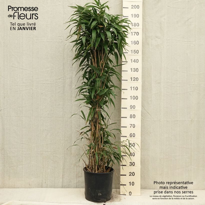 Spécimen de Bambou Métaké - Pseudosasa japonica tel que livré en hiver