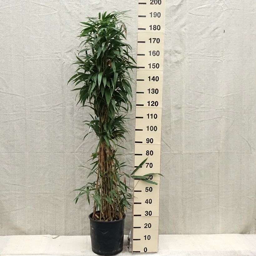 Spécimen de Bambou Métaké - Pseudosasa japonica en pot de 15L tel que livré au printemps