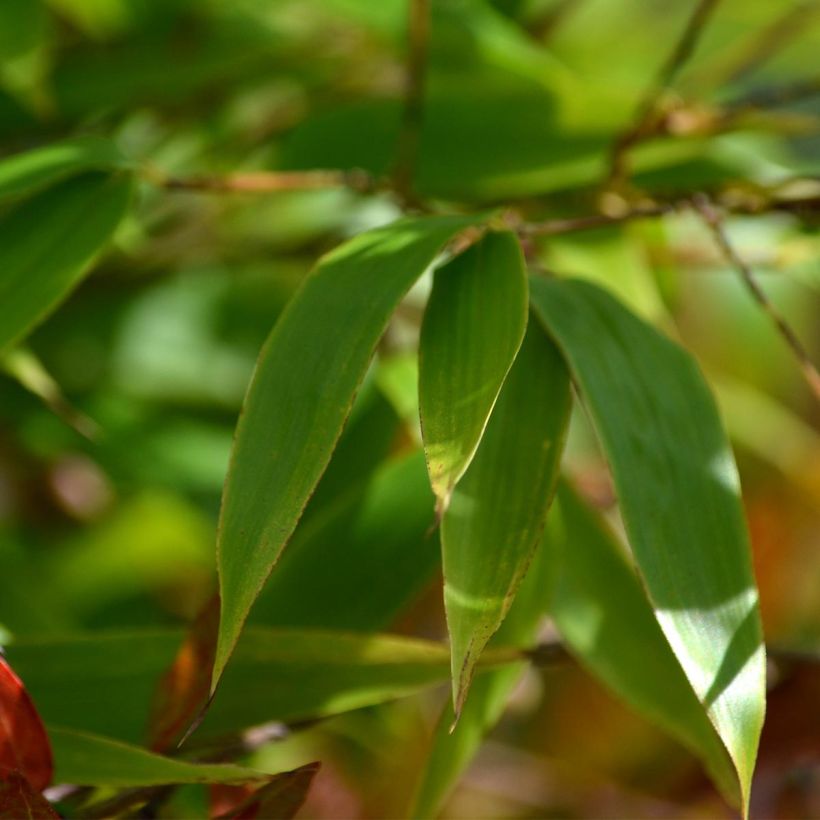 Bambou noir - Phyllostachys nigra (Feuillage)
