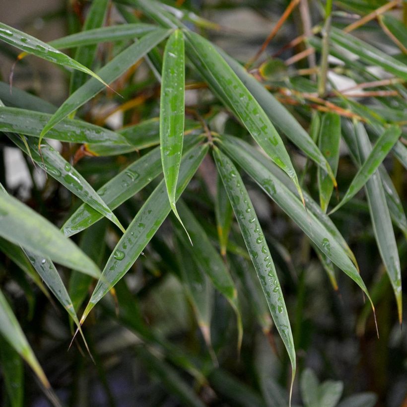 Fargesia robusta - Bambou non traçant (Feuillage)