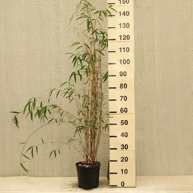 Spécimen de Bambou non traçant - Fargesia yunnanensis Pot de 4L/5L tel que livré en été