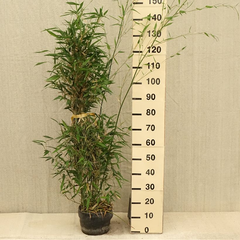 Spécimen de Bambou - Phyllostachys bissetii  Pot de 4L/5L tel que livré en été