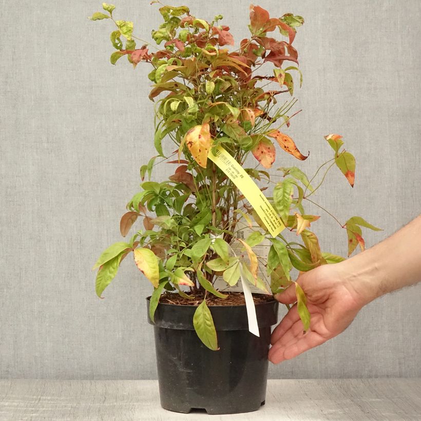 Spécimen de Bambou sacré - Nandina domestica Blush Pink Pot de 2L/3L tel que livré en été