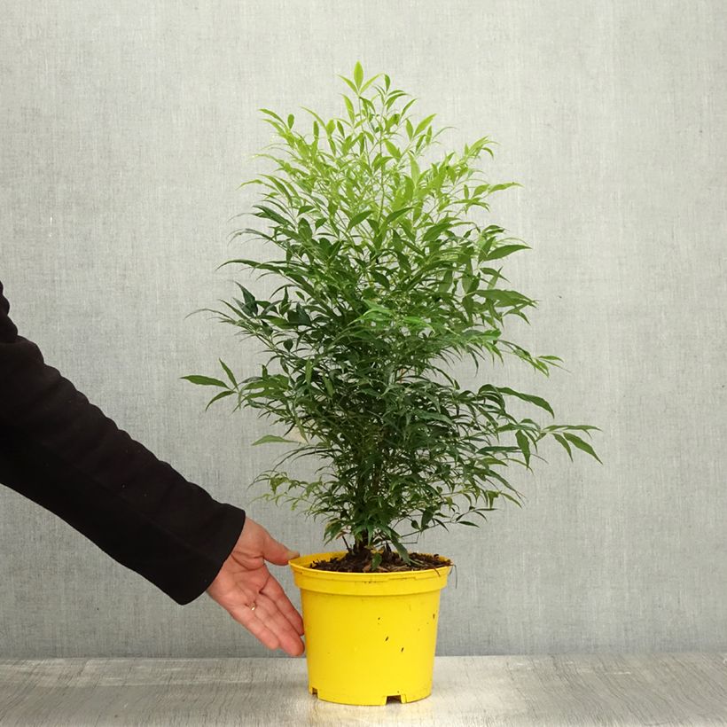 Spécimen de Bambou sacré - Nandina domestica Brightlight Pot de 3L/4L tel que livré en automne