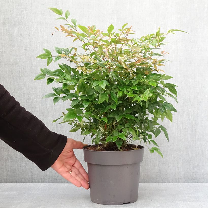 Spécimen de Bambou sacré - Nandina domestica Magical Sunrise Pot de 3L/4L tel que livré en hiver