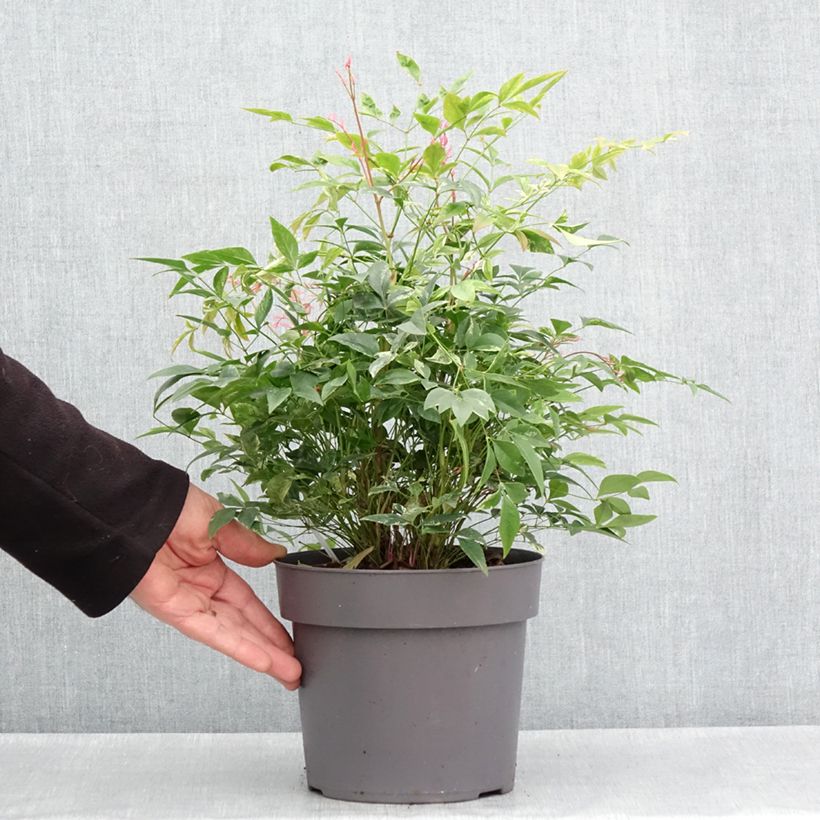 Spécimen de Bambou sacré - Nandina domestica Magical Sunrise - Pot de 3L  tel que livré au printemps