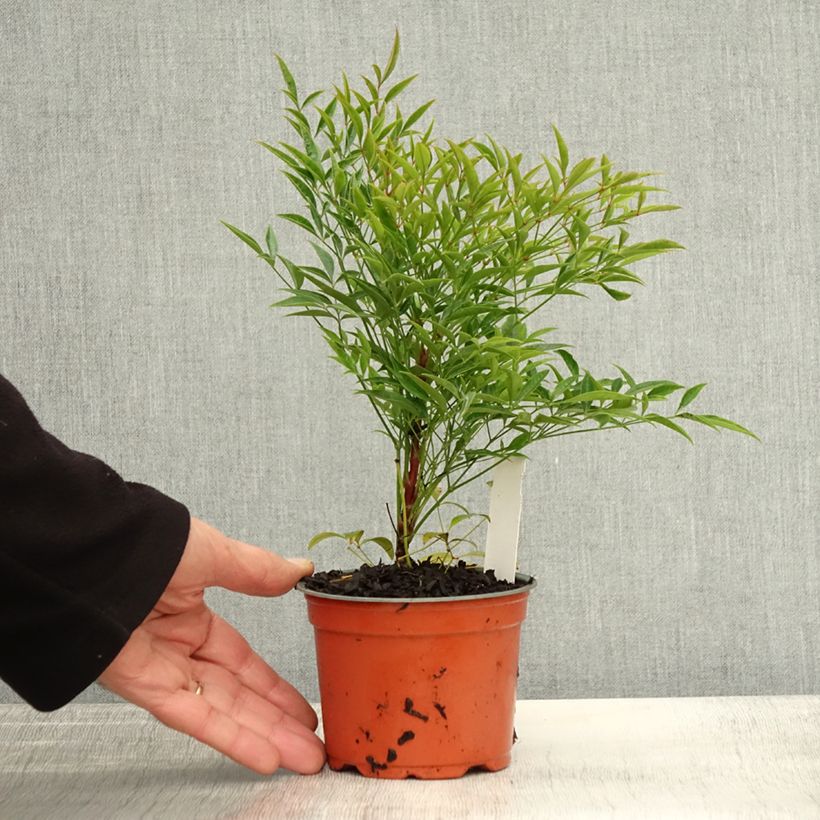 Spécimen de Bambou sacré - Nandina domestica Moon Bay Pot de 12 cm / 13 cm tel que livré en automne
