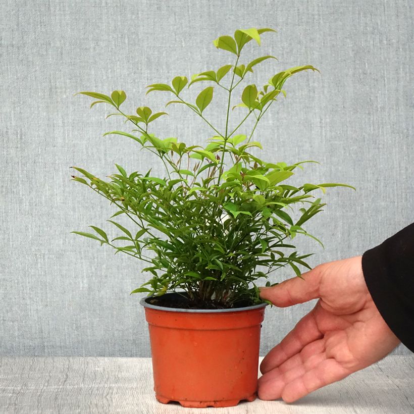 Spécimen de Bambou sacré - Nandina domestica Moon Bay - Pot de 12 cm tel que livré au printemps