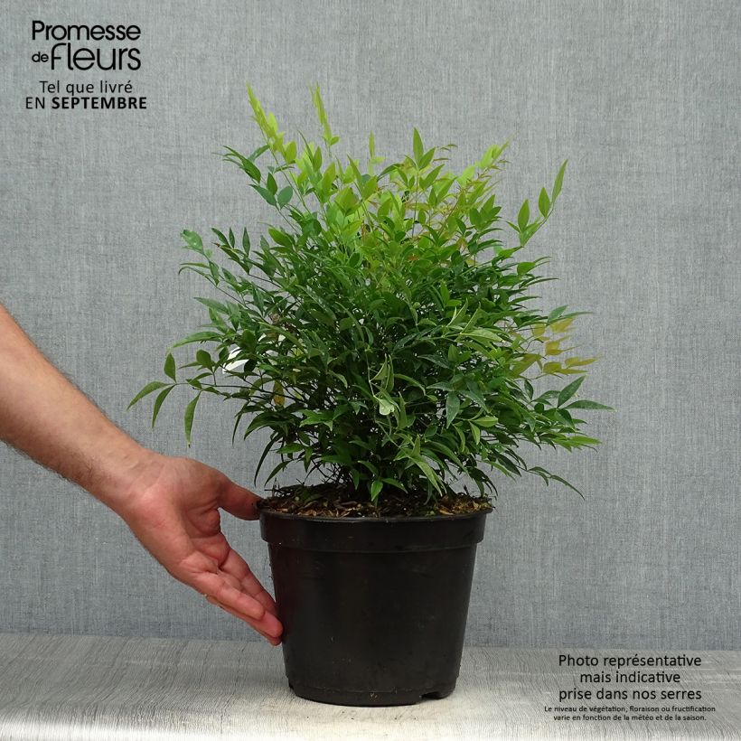 Spécimen de Bambou sacré - Nandina domestica Moon Bay Pot de 3L/4L tel que livré en automne
