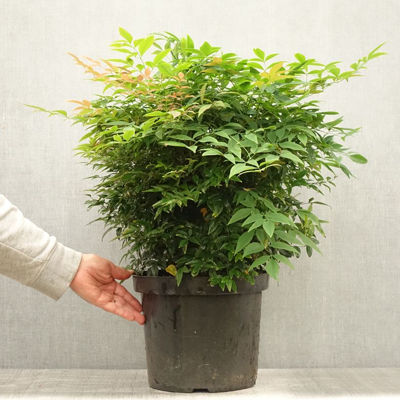 Spécimen de Bambou sacré - Nandina domestica Sienna Sunrise Pot de 7,5L/10L tel que livré en été