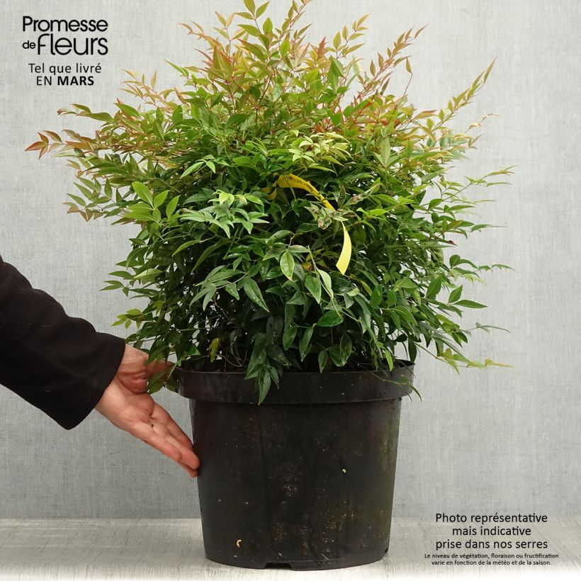 Spécimen de Bambou sacré - Nandina domestica Sienna Sunrise Pot de 7,5L/10L tel que livré au printemps