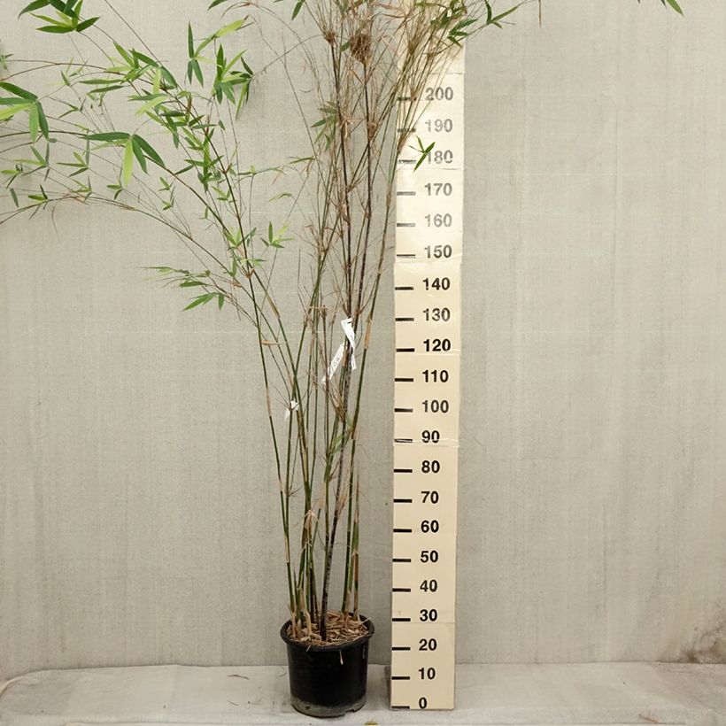 Spécimen de Bambusa glaucescens Multiplex - Bambou moyen Pot de 12L/15L tel que livré en automne